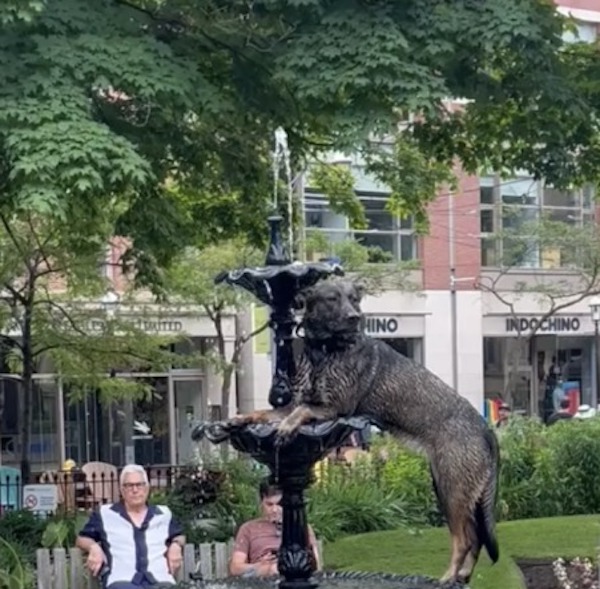 Un chien pose dans une fontaine, les passants le confondent avec une statue