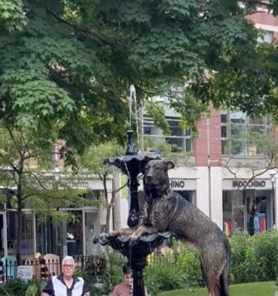 Un chien pose dans une fontaine, les passants le confondent avec une statue