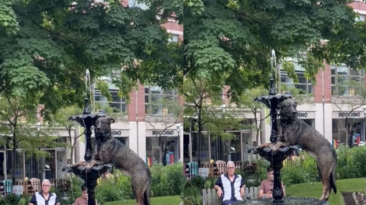 Un chien pose dans une fontaine, les passants le confondent avec une statue
