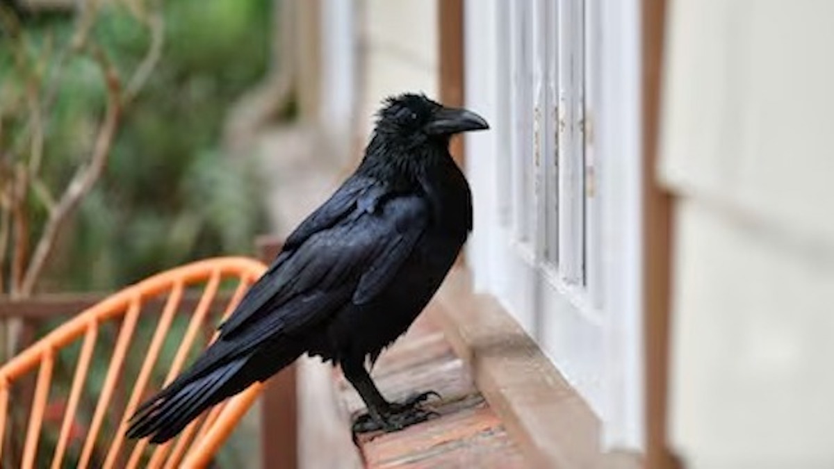 Un corbeau vient la voir chaque jour mais il a une demande très spéciale, elle reste sans voix