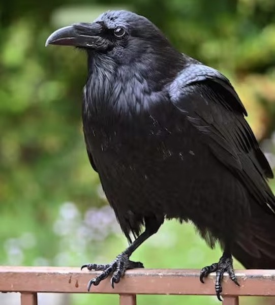 Un corbeau vient la voir chaque jour mais il a une demande très spéciale, elle reste sans voix