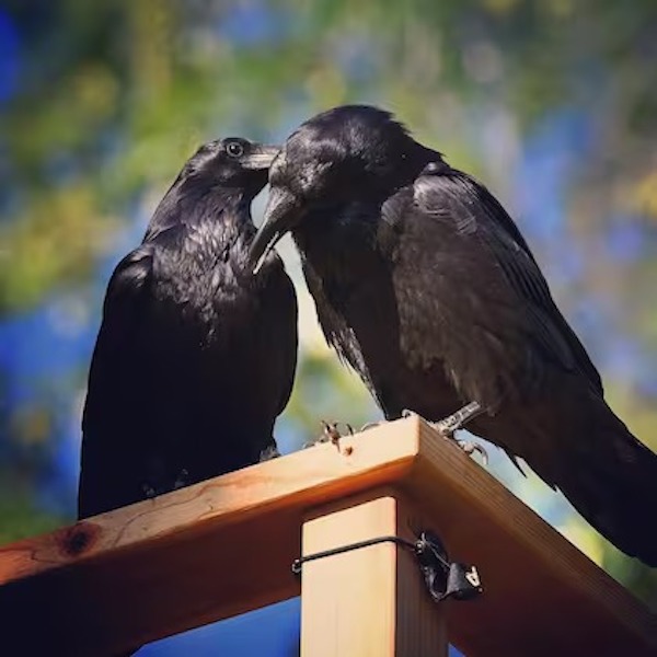 Un corbeau vient la voir chaque jour mais il a une demande très spéciale, elle reste sans voix