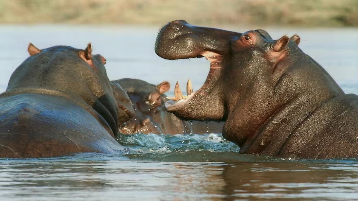 Un crocodile attaque un gnou, 2 hippopotames viennent à son secours, une scène inédite