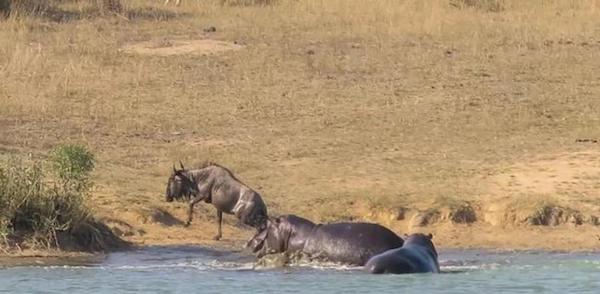 Un crocodile attaque un gnou, 2 hippopotames viennent à son secours, une scène inédite