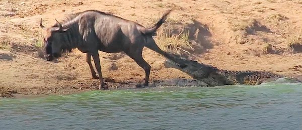 Un crocodile attaque un gnou, 2 hippopotames viennent à son secours, une scène inédite