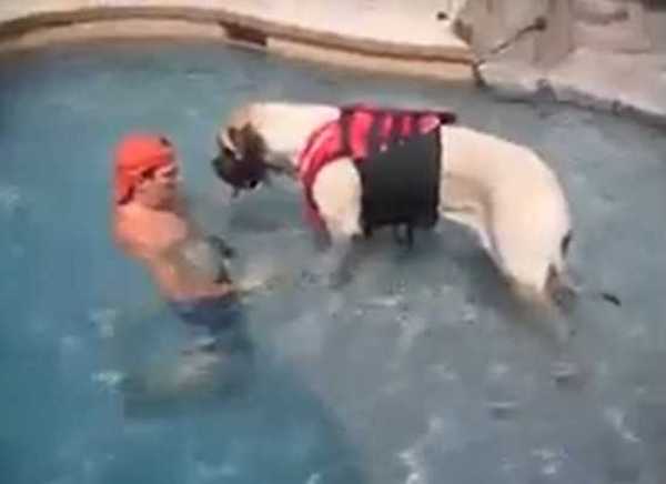 Un grand chien surmonte sa peur de l’eau grâce aux leçons de son papa