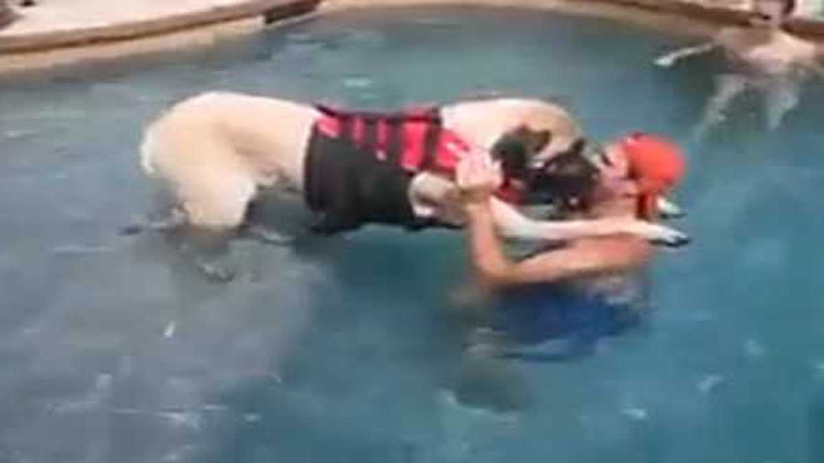 Un grand chien surmonte sa peur de l’eau grâce aux leçons de son papa