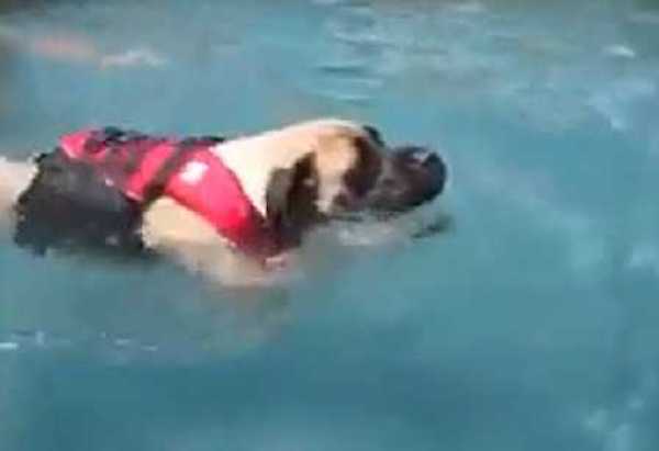 Un grand chien surmonte sa peur de l’eau grâce aux leçons de son papa