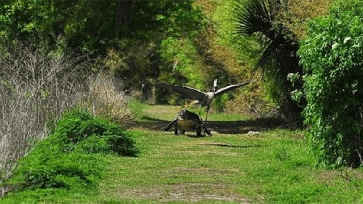 Un héron affamé vole son petit, l’alligator le poursuit sans relâche
