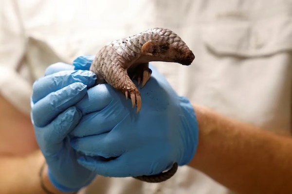 Un pangolin chinois, un animal gravement menacé d’extinction, est né dans un zoo de Prague