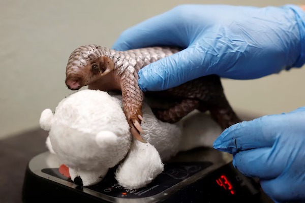 Un pangolin chinois, un animal gravement menacé d’extinction, est né dans un zoo de Prague