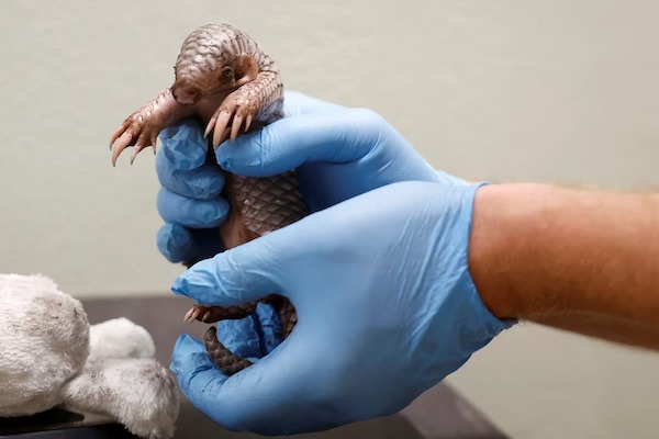 Un pangolin chinois, un animal gravement menacé d’extinction, est né dans un zoo de Prague