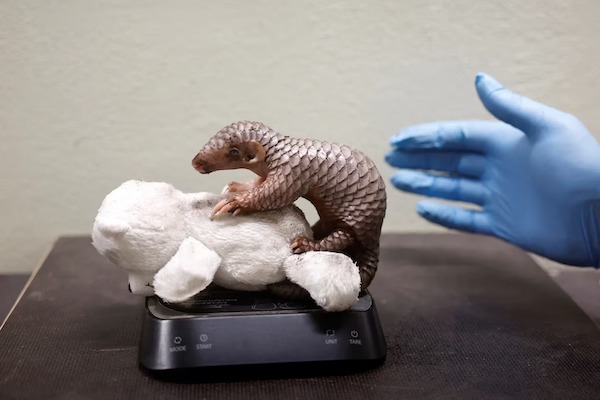 Un pangolin chinois, un animal gravement menacé d’extinction, est né dans un zoo de Prague