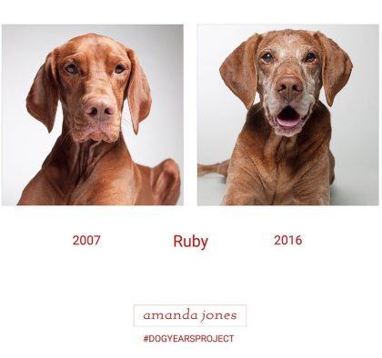 Un photographe montre la transformation des chiens au fil des années quand ils vieillissent