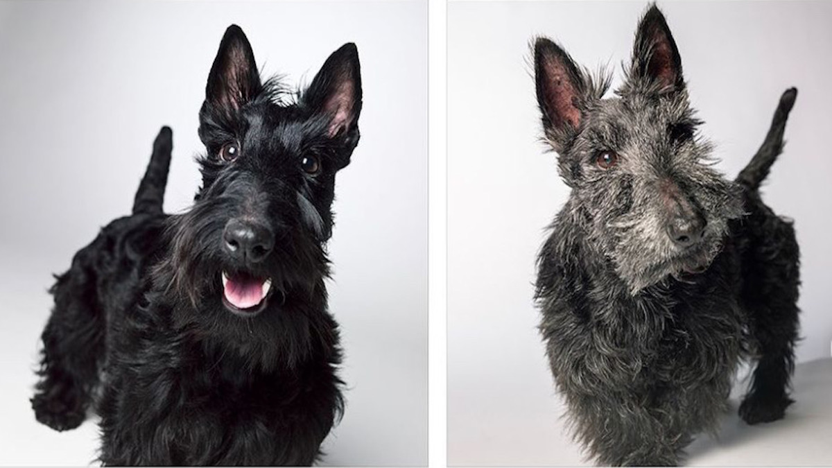 Un photographe montre la transformation des chiens au fil des années quand ils vieillissent