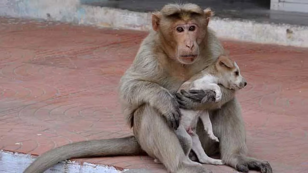 Un singe adopte un chien errant, le soigne et lui donne à manger, ils deviennent inséparables
