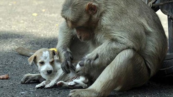 Un singe adopte un chien errant, le soigne et lui donne à manger, ils deviennent inséparables