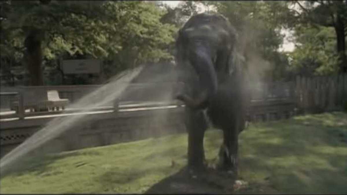 Un soigneur animalier libère un éléphant après 22 ans de captivité dans un zoo