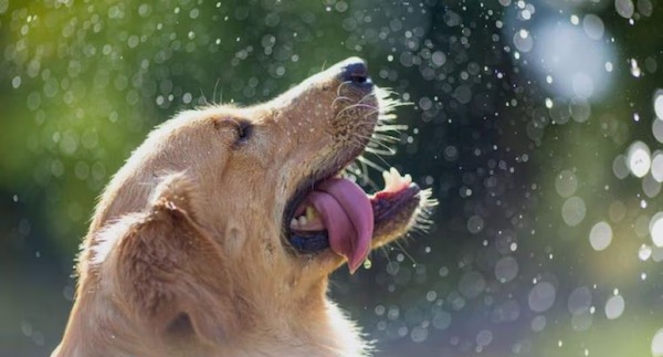 Un vétérinaire indique ce que nous devons faire pour que nos animaux ne souffrent pas de la chaleur