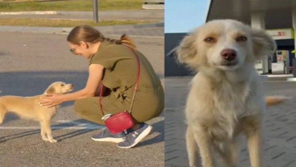 Une chienne errante accourt vers elle dans une station-service, sa vie va changer pour toujours
