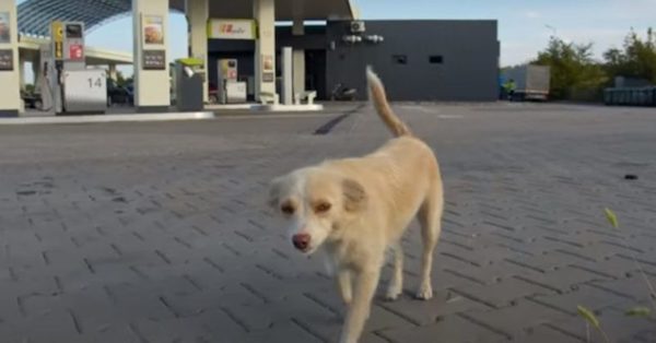 Une chienne errante accourt vers elle dans une station-service, sa vie va changer pour toujours