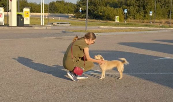 Une chienne errante accourt vers elle dans une station-service, sa vie va changer pour toujours