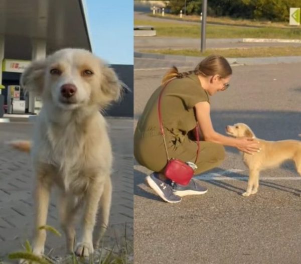 Une chienne errante accourt vers elle dans une station-service, sa vie va changer pour toujours