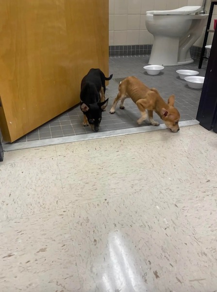 Une enseignante se rend au lycée lorsque des chiots se précipitent sur elle, leur vie bascule