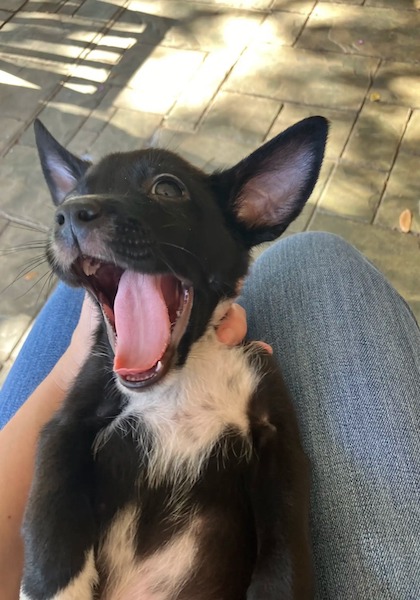 Une enseignante se rend au lycée lorsque des chiots se précipitent sur elle, leur vie bascule