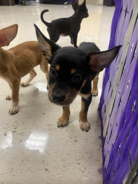 Une enseignante se rend au lycée lorsque des chiots se précipitent sur elle, leur vie bascule