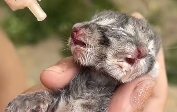 Une famille trouve un très rare chaton né avec 2 visages et décide de lui venir en aide