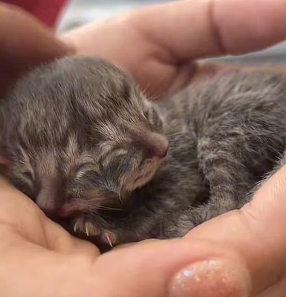 Une famille trouve un très rare chaton né avec 2 visages et décide de lui venir en aide