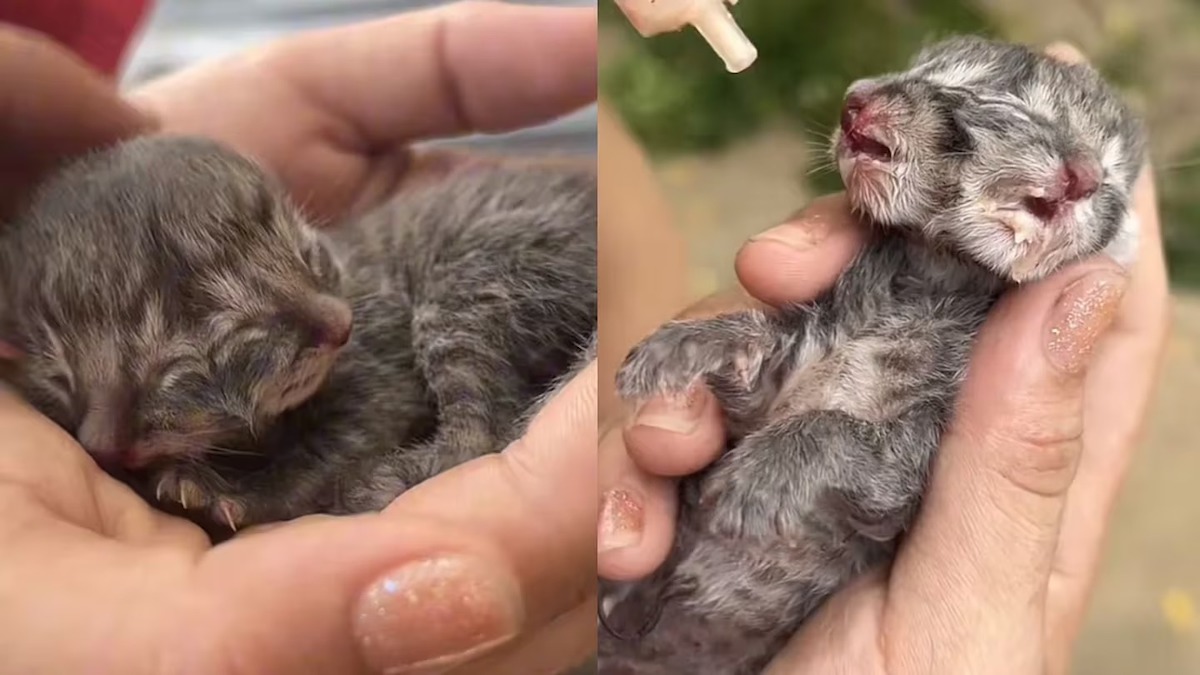 Une famille trouve un très rare chaton né avec 2 visages et décide de lui venir en aide
