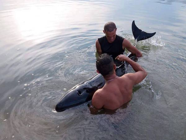 Une jeune baleine hurle à l’aide en pleine mer, des surfeurs interviennent