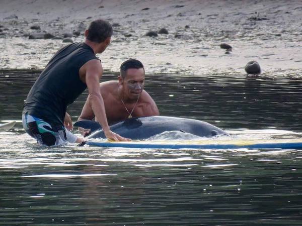 Une jeune baleine hurle à l’aide en pleine mer, des surfeurs interviennent