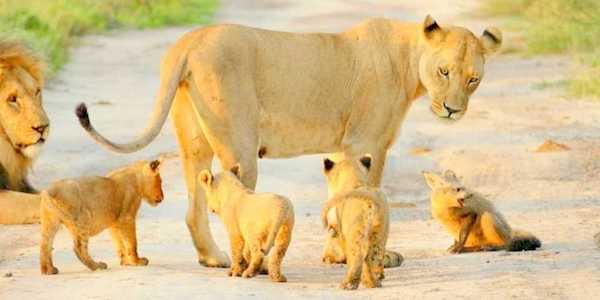 Une lionne trouve un jeune renard blessé, sa réaction est inimaginable