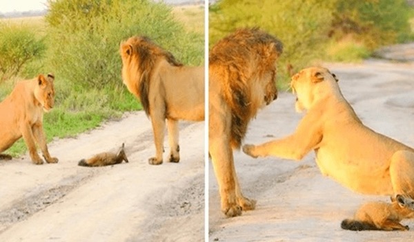 Une lionne trouve un jeune renard blessé, sa réaction est inimaginable