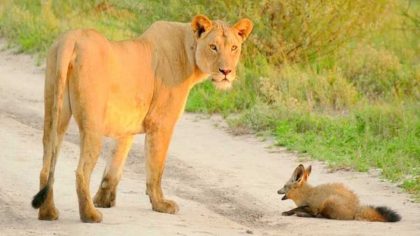 Une lionne trouve un jeune renard blessé, sa réaction est inimaginable