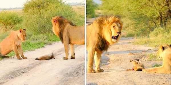 Une lionne trouve un jeune renard blessé, sa réaction est inimaginable