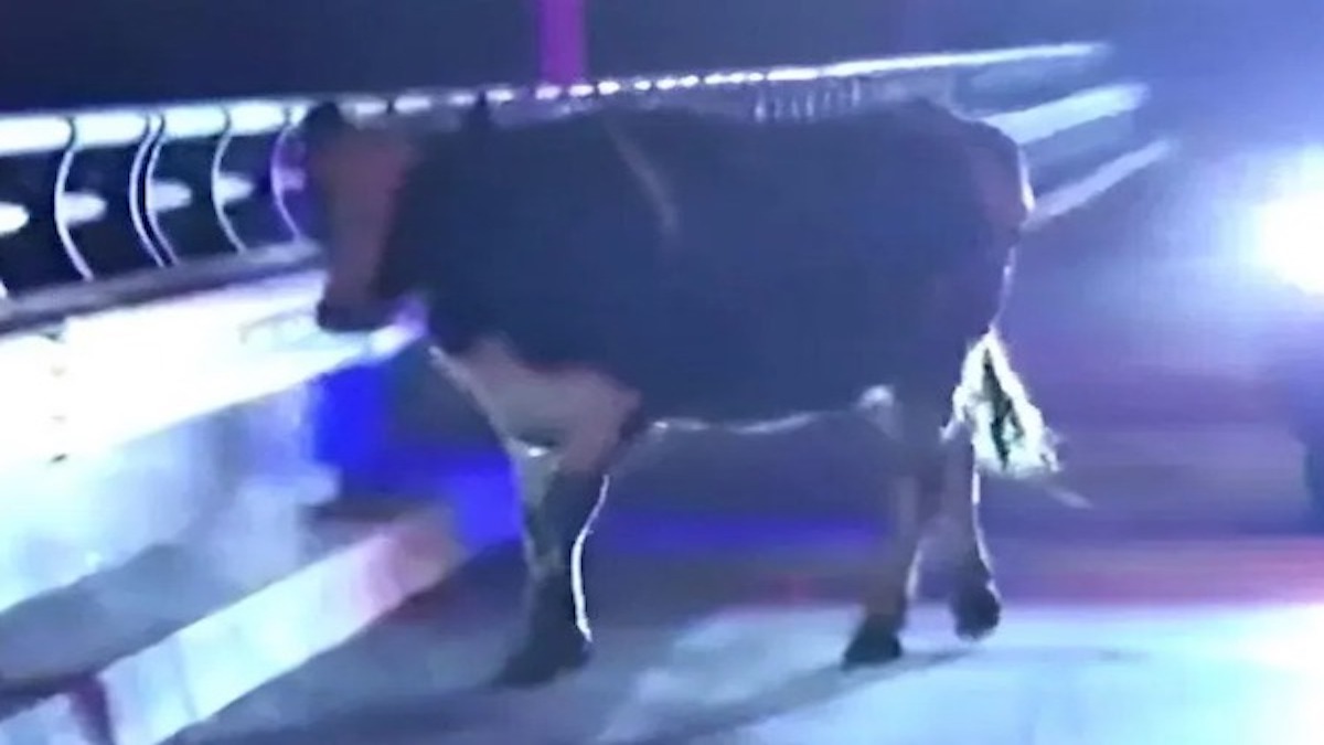 Une vache s'échappe du camion qui l'emmenait à l'abattoir et accouche en pleine évasion