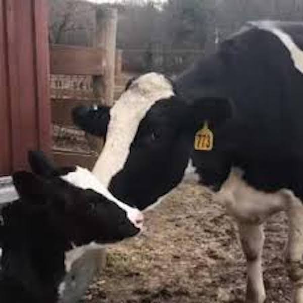 Une vache s'échappe du camion qui l'emmenait à l'abattoir et accouche en pleine évasion