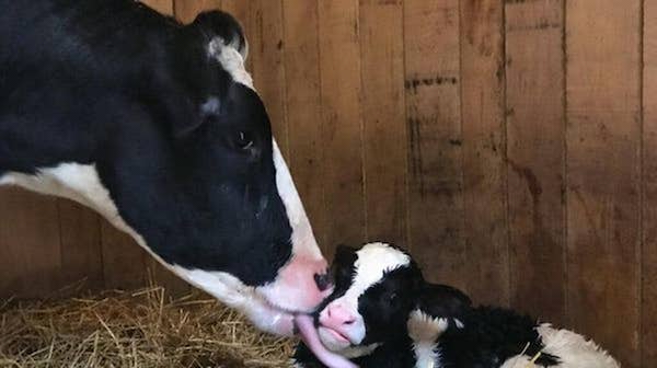 Une vache s'échappe du camion qui l'emmenait à l'abattoir et accouche en pleine évasion