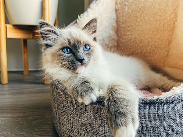 Votre chat cache ses pattes quand il se repose ? Les raisons et les significations de cette posture