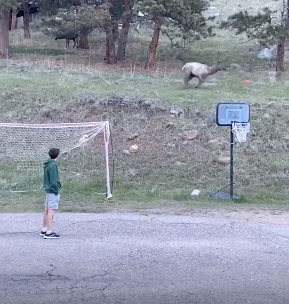 Alors qu'ils jouent, ces enfants voient un élan sauvage approcher, la réaction de l'animal les laisse sans voix