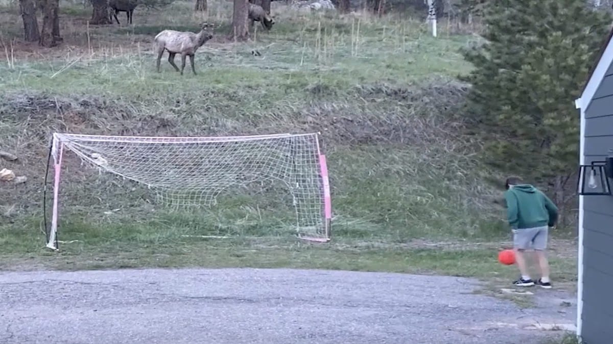 Alors qu'ils jouent, ces enfants voient un élan sauvage approcher, la réaction de l'animal les laisse sans voix