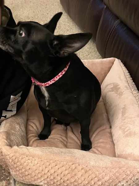 Ce chihuahua a donné sa vie pour sauver sa famille de la mort, une scène qui touche le cœur