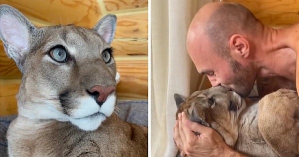 Ce puma sauvage ne peut plus retourner dans son habitat naturel car il est devenu un félin domestique