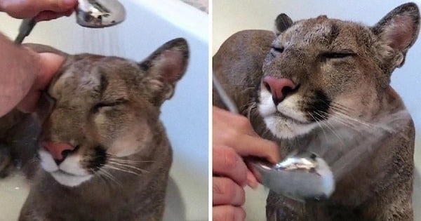 Ce puma sauvage ne peut plus retourner dans son habitat naturel car il est devenu un félin domestique