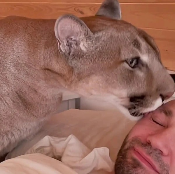 Ce puma sauvage ne peut plus retourner dans son habitat naturel car il est devenu un félin domestique