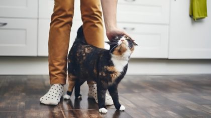 Ce que cela signifie lorsque mon chat se frotte contre moi: tout savoir sur le comportement félin